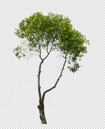Tree on transparent picture background with clipping path, single tree with clipping path and alpha channelの写真素材