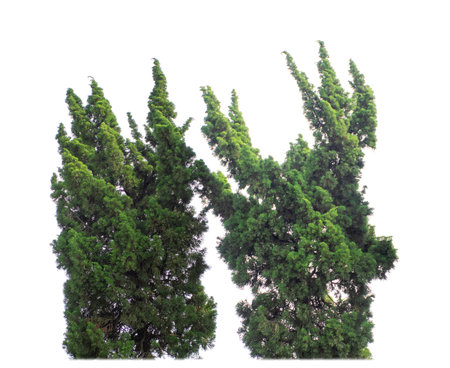 Shrubs isolated on white background with clipping path and alpha channelの写真素材