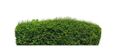 Shrubs isolated on white background with clipping path and alpha channelの写真素材