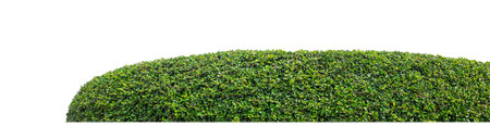 Shrubs isolated on white background with clipping path and alpha channelの写真素材