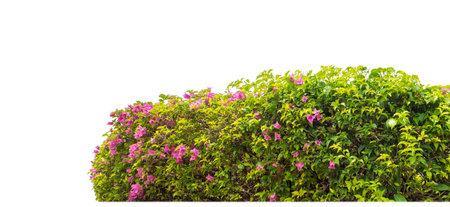 Shrubs isolated on white background with clipping path and alpha channelの写真素材