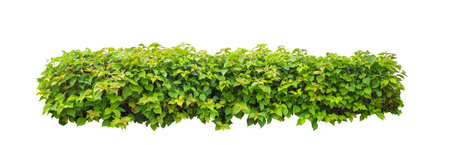 Shrubs isolated on white background with clipping path and alpha channelの写真素材