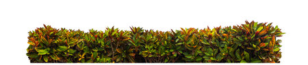 Shrubs isolated on white background with clipping path and alpha channelの写真素材