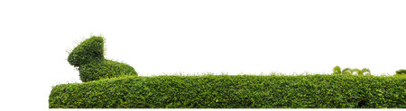 Shrubs isolated on white background with clipping path and alpha channelの写真素材
