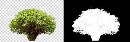 Green tree isolated on transparent background with clipping path, single tree with clipping path and alpha channel on black backgroundの写真素材
