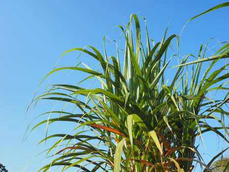 The cane is growing and the sky is clear.の写真素材