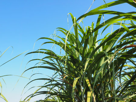 The cane is growing and the sky is clear.の写真素材