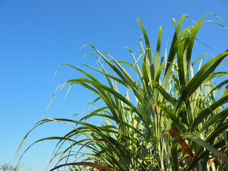 The cane is growing and the sky is clear.の写真素材