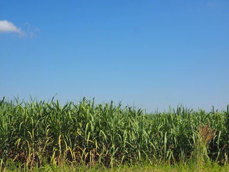Sugarcane plantations,the agriculture tropical plant in Thailandの写真素材