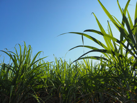 The cane is growing and the sky is clear.の写真素材
