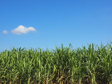 Sugarcane plantations,the agriculture tropical plant in Thailandの写真素材
