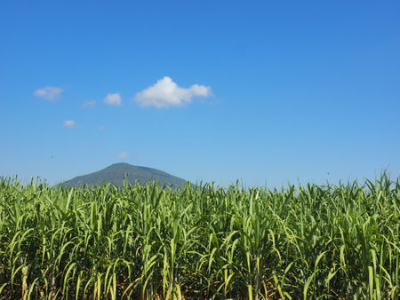 Sugarcane plantations,the agriculture tropical plant in Thailandの写真素材