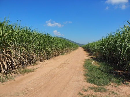 Sugarcane plantations,the agriculture tropical plant in Thailandの写真素材
