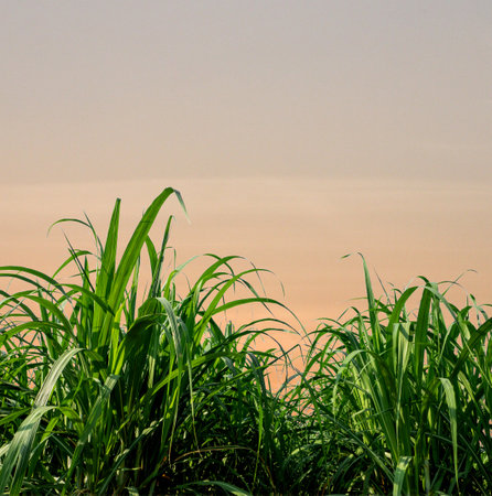 sugarcane trees and sugarcane plantations spectacular sunset over, orange sun rising up over the horizonの写真素材