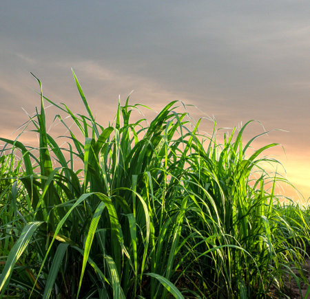 sugarcane trees and sugarcane plantations spectacular sunset over, orange sun rising up over the horizonの写真素材