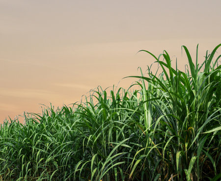 sugarcane trees and sugarcane plantations spectacular sunset over, orange sun rising up over the horizonの写真素材