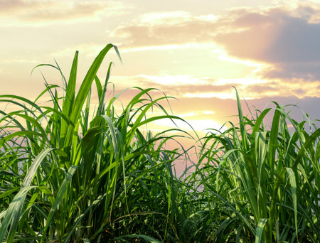 sugarcane trees and sugarcane plantations spectacular sunset over, orange sun rising up over the horizonの写真素材