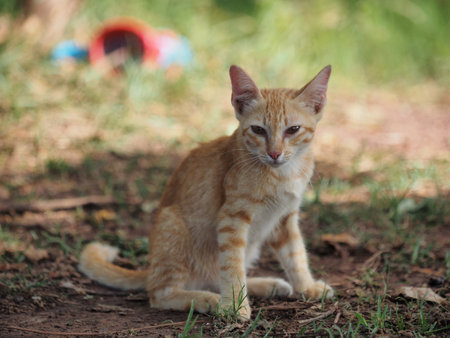 happy Cat cute cat sitting on the grassの写真素材