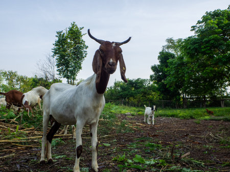 goat  close up in a sheep farmの写真素材