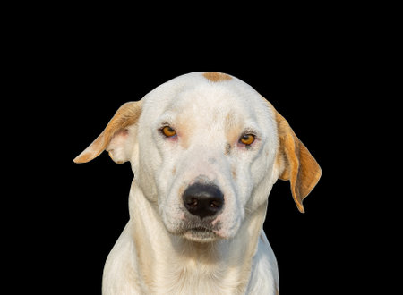 Beautiful dog isolated on black background for both typography and web pages with cut paths and alpha channelの写真素材