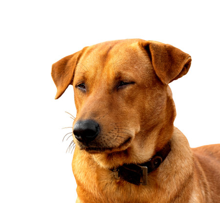 Red male dog  isolated  white background for both printing and web pages with cut path and alpha channelの写真素材