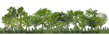 Green trees isolated on white background forest and summer foliage for both print and web with cut path and alpha channelの写真素材