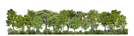 Green trees isolated on white background forest and summer foliage for both print and web with cut path and alpha channelの写真素材
