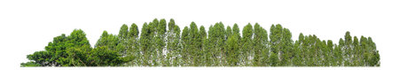 Green Trees isolated on white background.are Forest and foliage in summer for both printing and web pages with cut path and alpha channelの写真素材