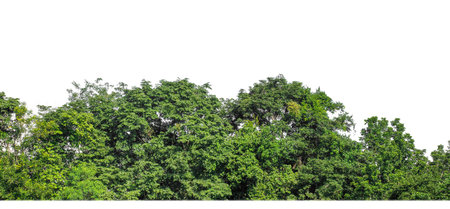 Green Trees isolated on white background.are Forest and foliage in summer for both printing and web pages with cut path and alpha channelの写真素材