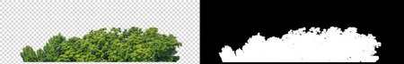 Green Trees on transparent background. are Forest and foliage in summer for both printing and web pages with cut path and alpha channel  on black backgroundの写真素材