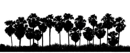 Isolated Sugar palm trees  silhouette on white background with intersection and alpha channelの写真素材