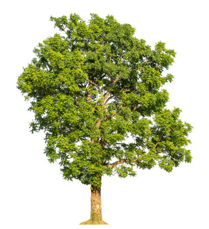 Isolated tree on white background.の写真素材