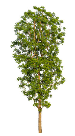 Isolated tree on white background.の写真素材