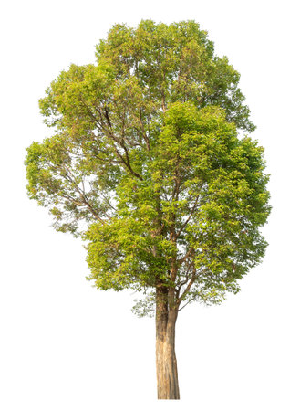Isolated tree on white background.の写真素材