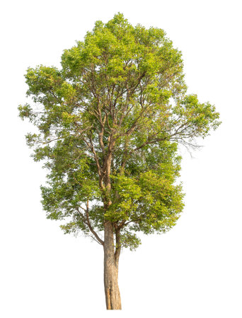 Isolated tree on white background.の写真素材