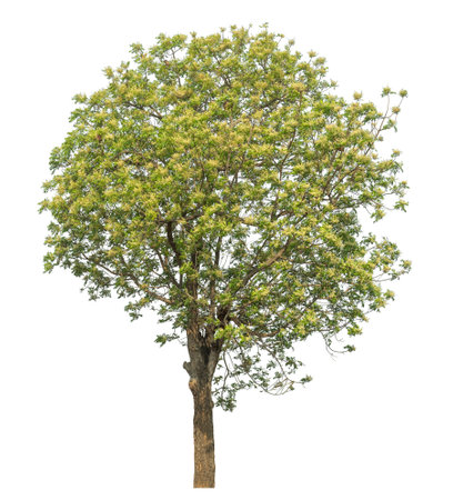 Isolated tree on white background.の写真素材