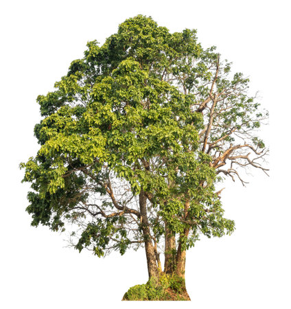 Isolated tree on white background.の写真素材