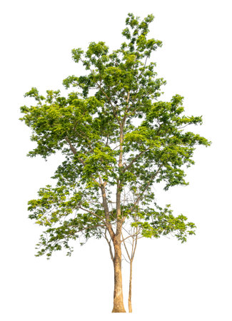 Isolated tree on white background.の写真素材
