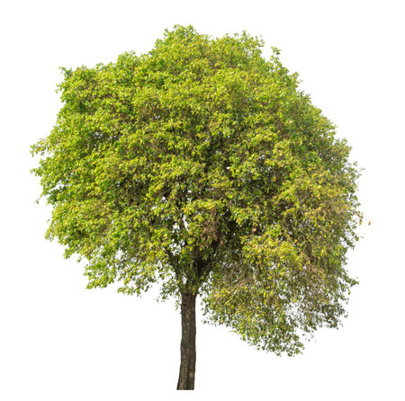 Isolated tree on white background.の写真素材