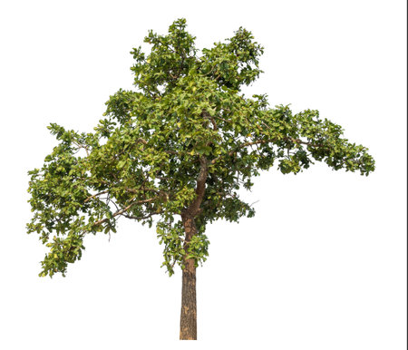 Isolated tree on white background.の写真素材