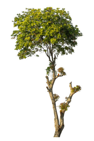 Isolated tree on white background.の写真素材