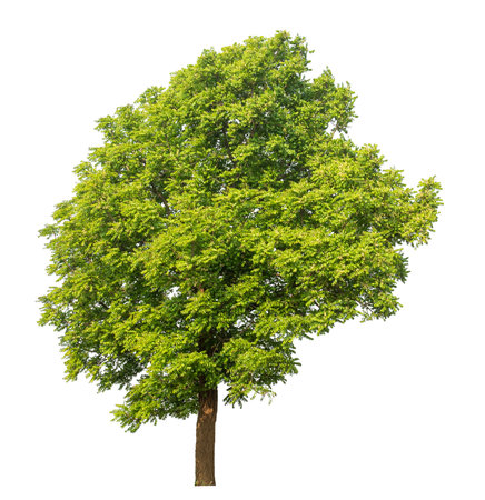 Isolated tree on white background.の写真素材