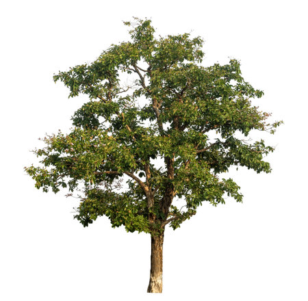 Isolated tree on white background.の写真素材