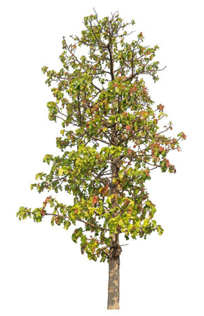 Isolated tree on white background.の写真素材