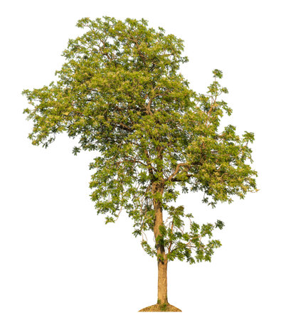 Isolated tree on white background.の写真素材