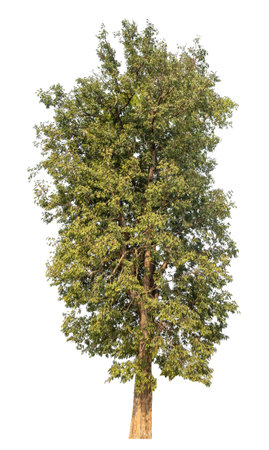 Isolated tree on white background.の写真素材