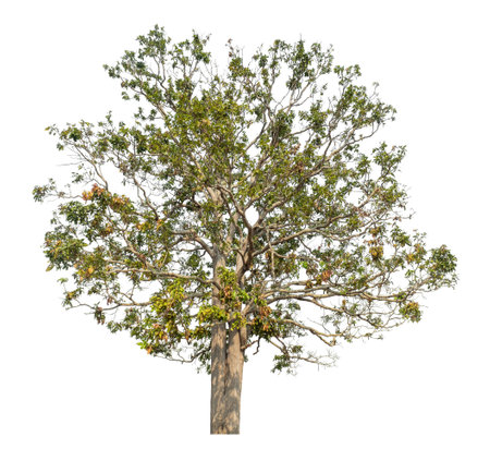 Isolated tree on white background.の写真素材