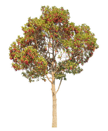 Isolated tree on white background.の写真素材