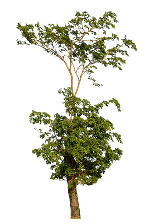 Isolated tree on white background.の写真素材