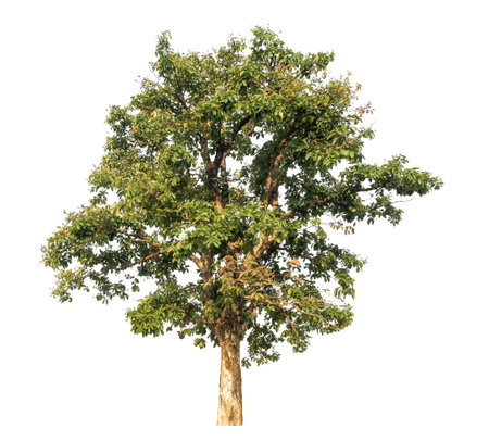 Isolated tree on white background.の写真素材